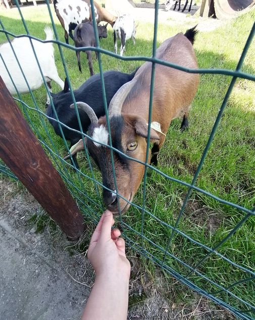 Giethoorn Hotel animals